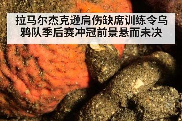 拉马尔杰克逊肩伤缺席训练令乌鸦队季后赛冲冠前景悬而未决